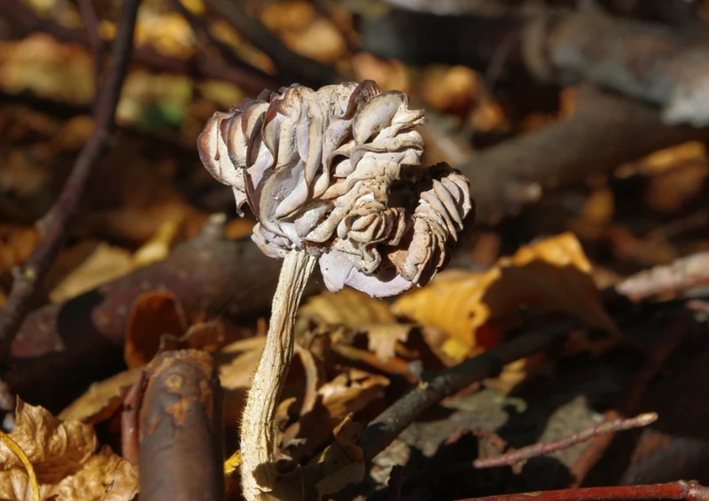 40336 Ernährung - Pilz Puzzle