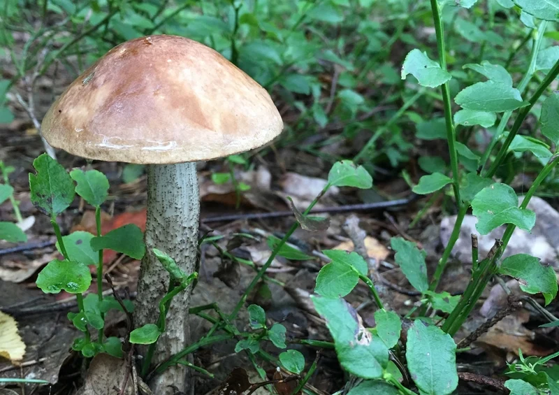 40339 Ernährung - Pilz Puzzle