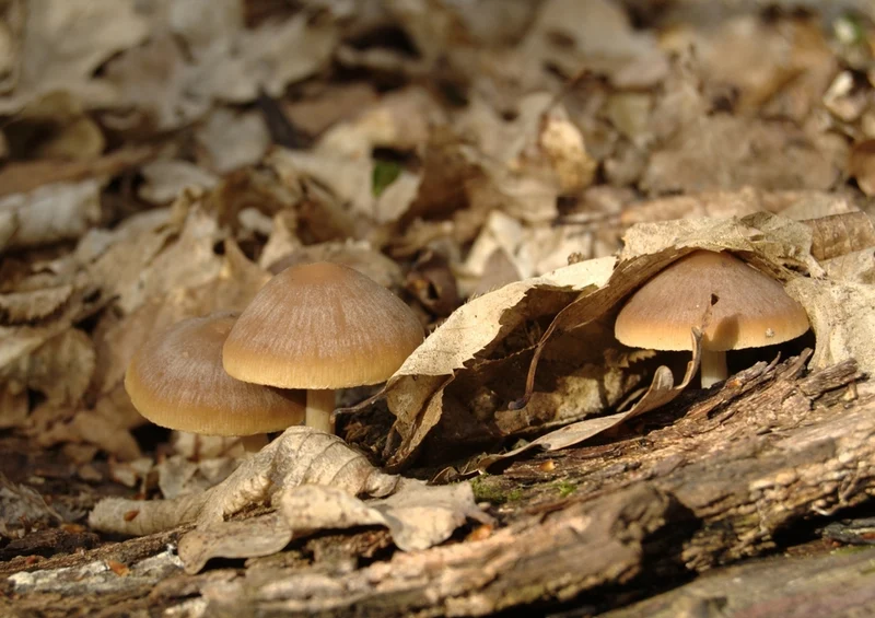 39134 Reisen - Pilz Puzzle
