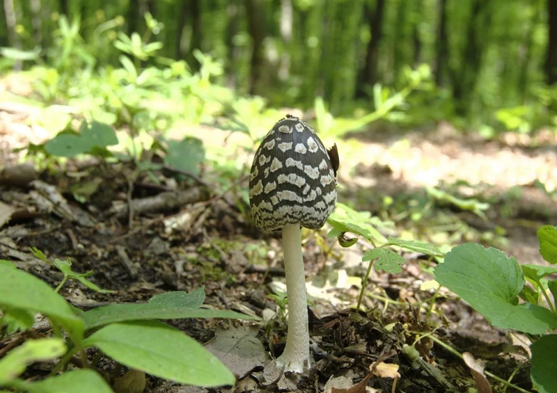 39137 Reisen - Pilz Puzzle