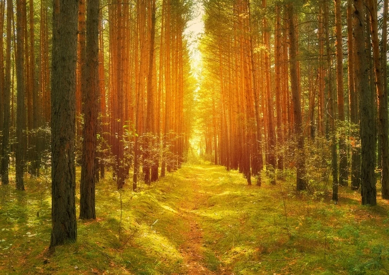 39614 Fortbewegung - Waldweg Puzzle