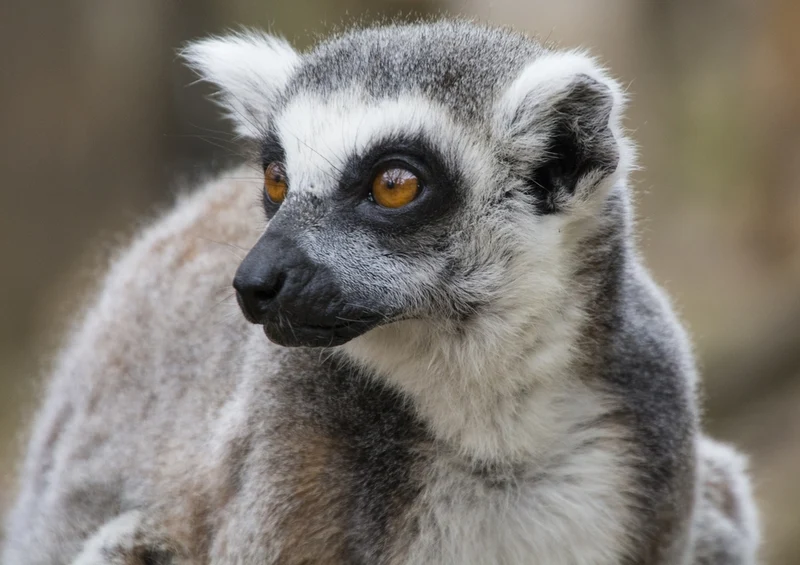 54321 Tierwelt - Lemur Puzzle