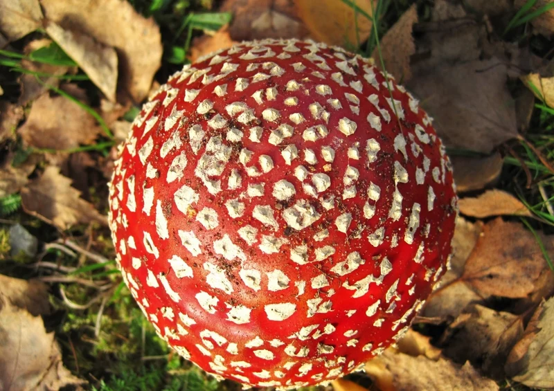 39854 Ernährung - Pilz Puzzle