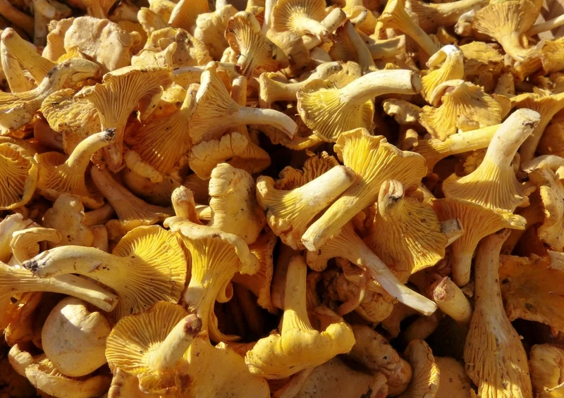 39861 Ernährung - Pilze Puzzle