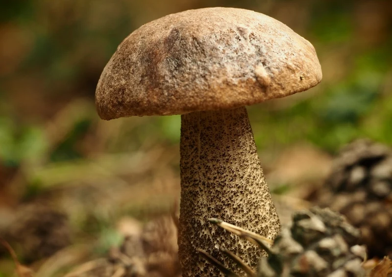 40791 Ernährung - Pilz Puzzle