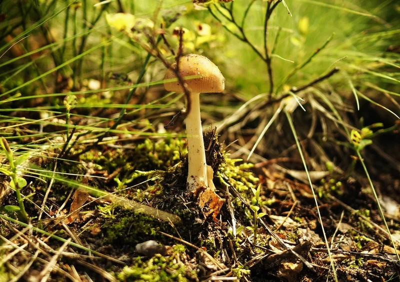 40802 Ernährung - Pilz Puzzle