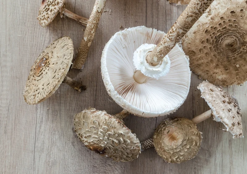 40805 Ernährung - Pilze Puzzle
