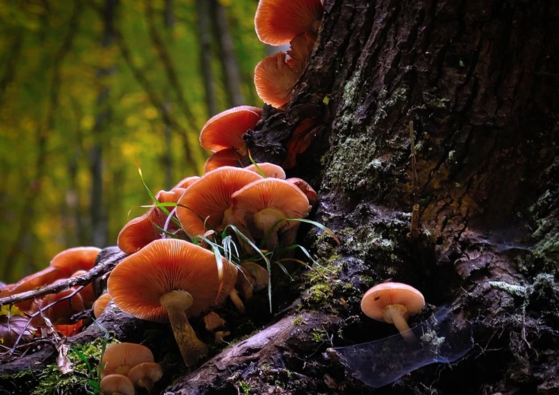40812 Ernährung - Pilze Puzzle