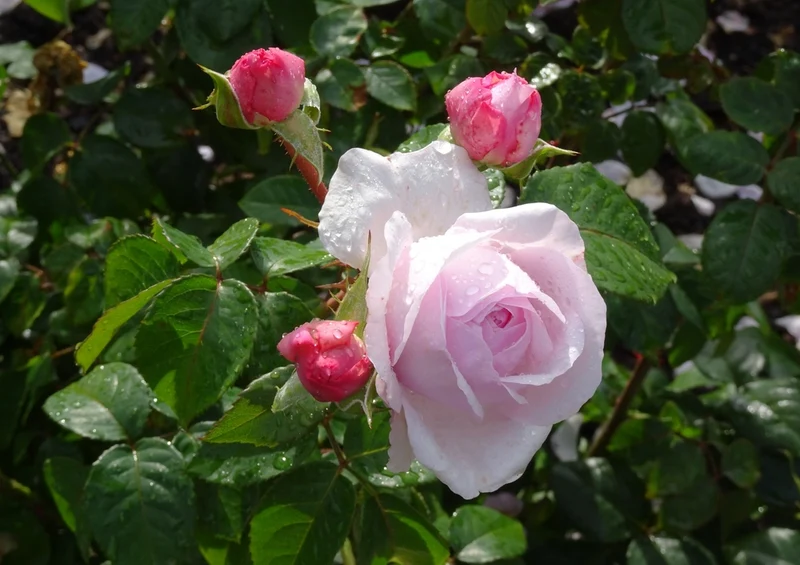 54891 Hintergründe - Rose Puzzle