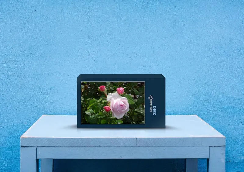54891 Hintergründe - Rose Puzzle