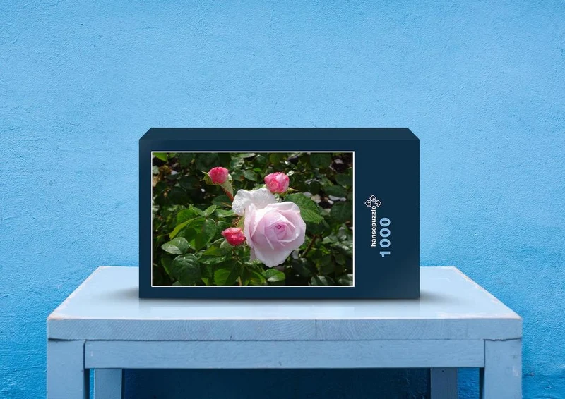 54891 Hintergründe - Rose Puzzle