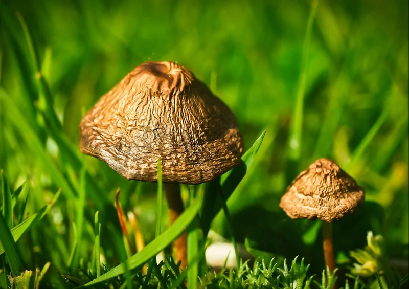 40359 Ernährung - Pilze Puzzle