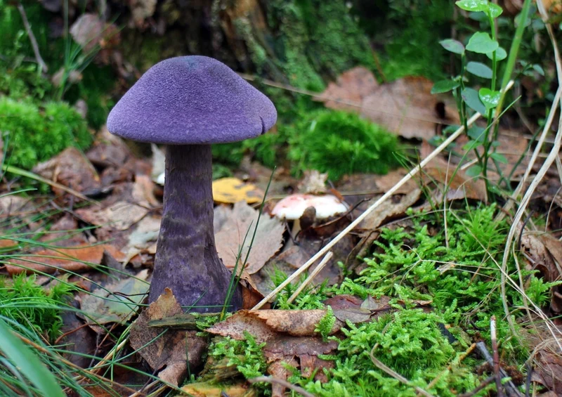 39141 Natur - Pilz Puzzle