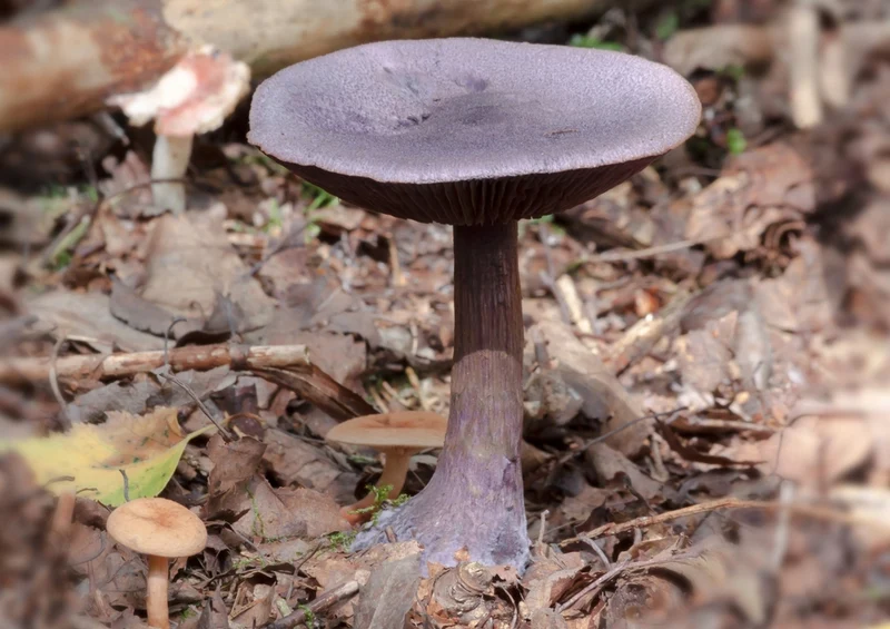 39144 Natur - Pilz Puzzle