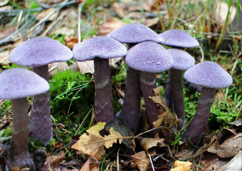 39148 Natur - Pilz Puzzle