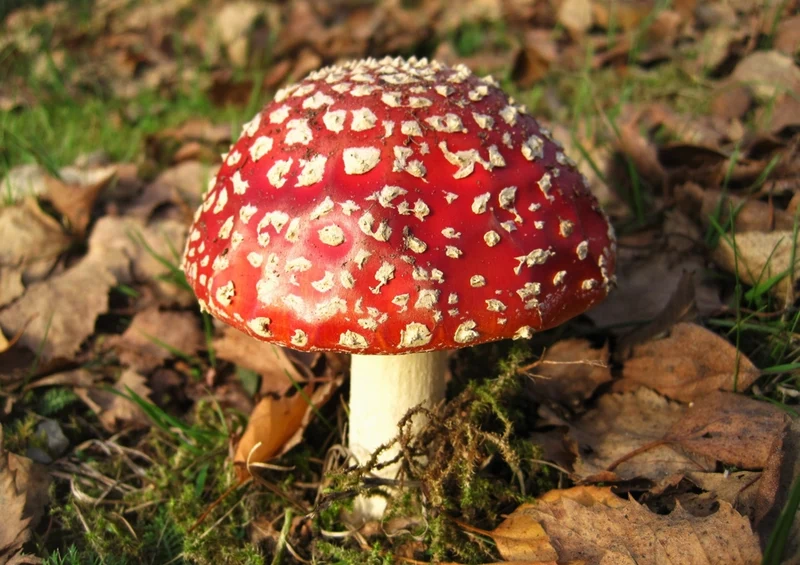 39156 Natur - Fliegen-Pilz Puzzle