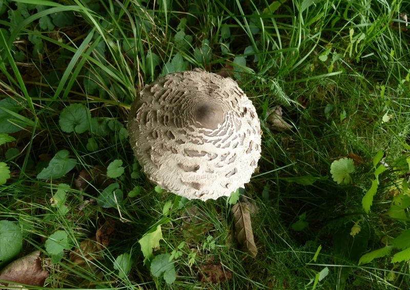 39166 Natur - Pilz Puzzle