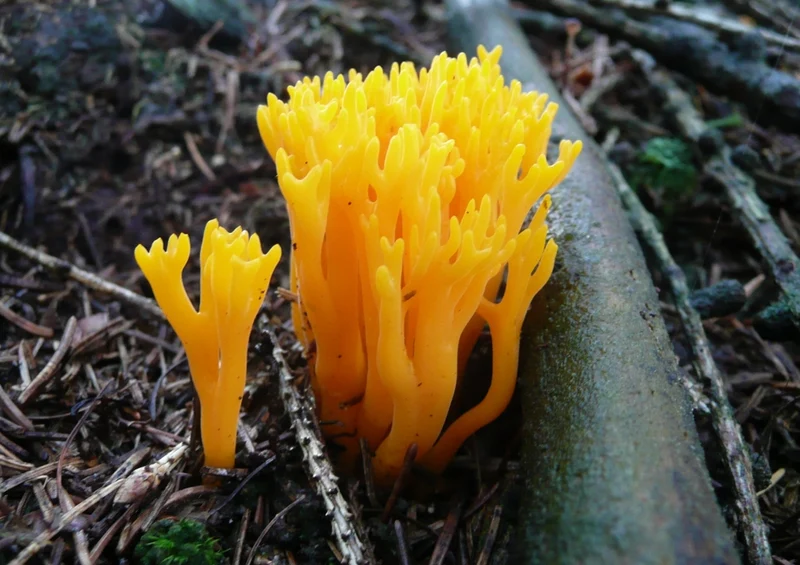 39170 Natur - Pilz Puzzle