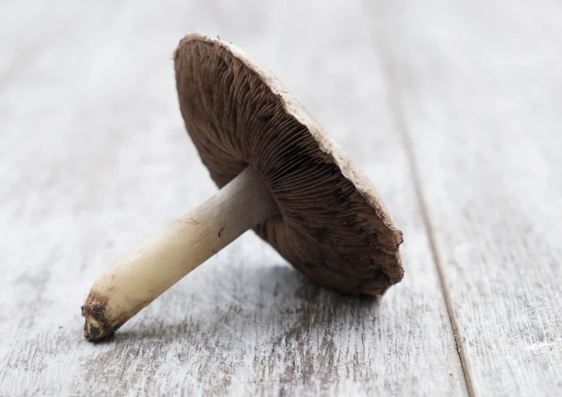 40827 Ernährung - Pilz Puzzle