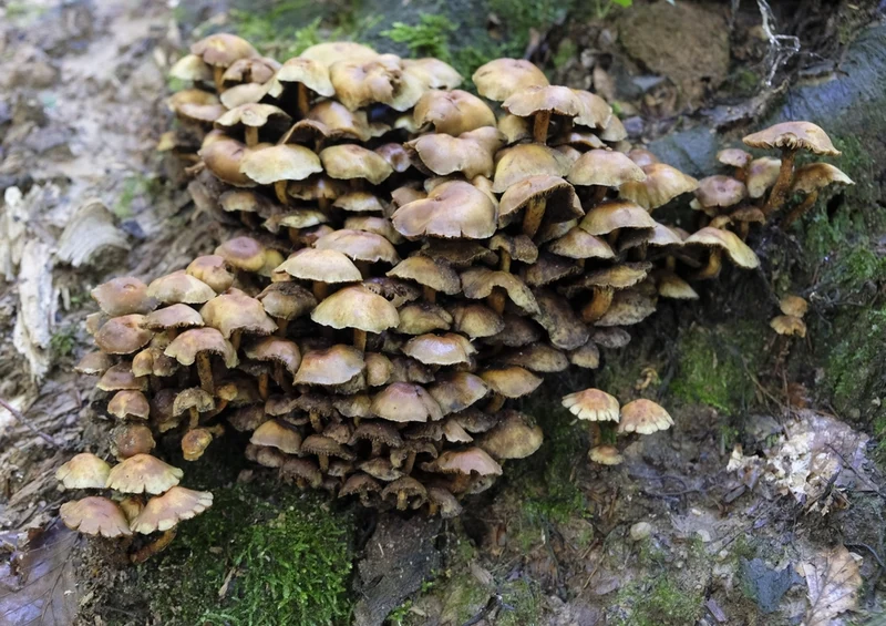 40848 Ernährung - Pilze Puzzle