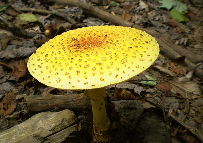 39747 Wissenschaft - Pilz Puzzle
