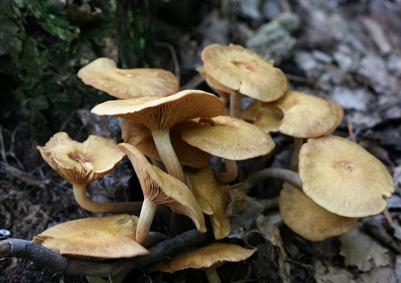 39744 Wissenschaft - Wald Puzzle