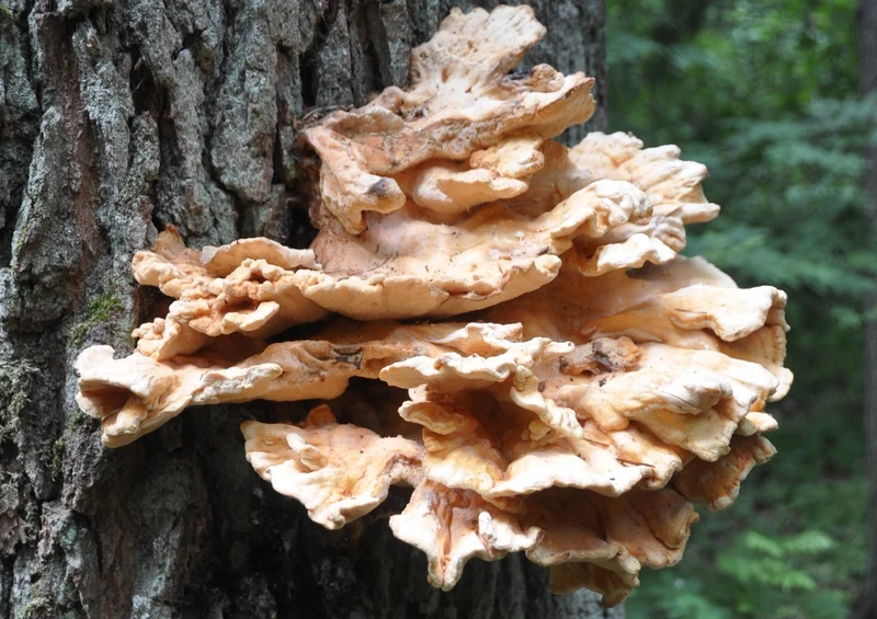 39727 Wissenschaft - Wald Puzzle