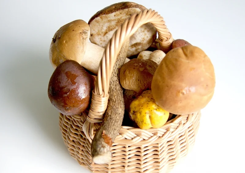 39922 Ernährung - Pilze Puzzle