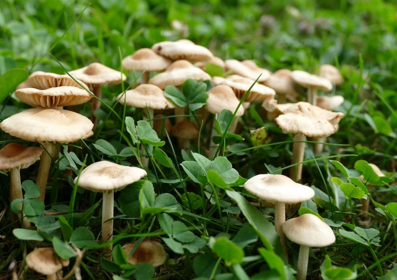 39937 Ernährung - Pilze Puzzle