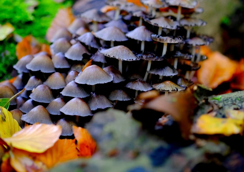 39943 Ernährung - Pilze Puzzle