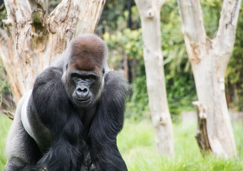 54250 Tierwelt - Gorilla Puzzle