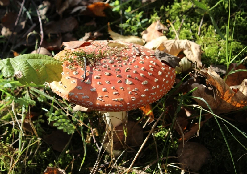 40870 Natur - Pilz Puzzle