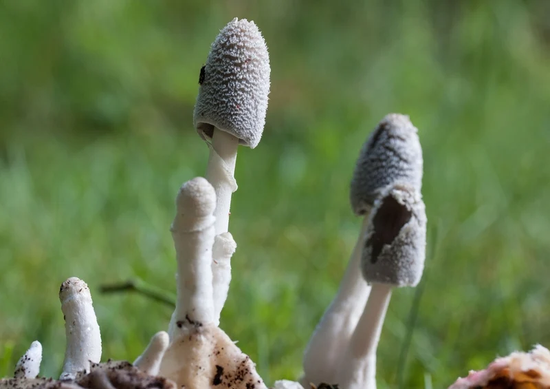 40875 Natur - Pilz Puzzle