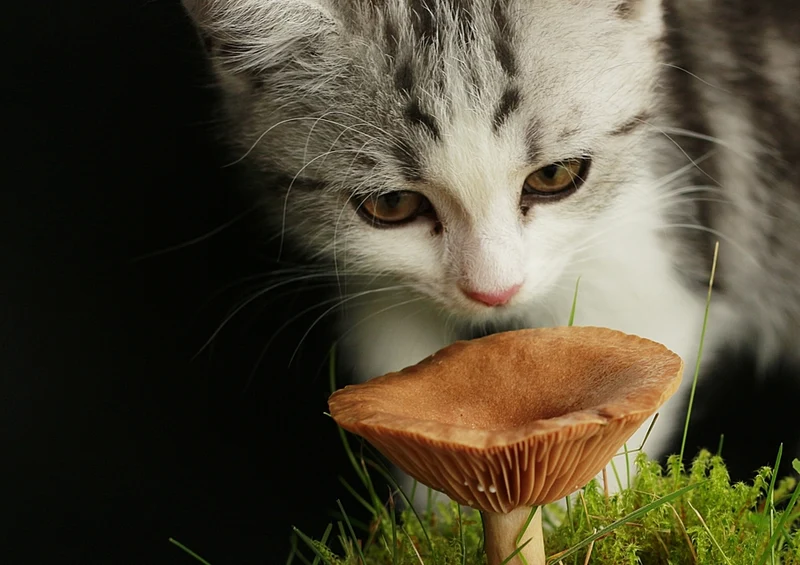 40883 Tierwelt - Baby Katze Puzzle