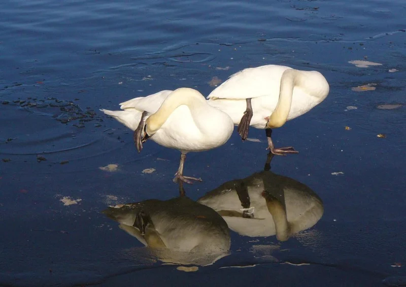 30751 Tierwelt - Schwan Puzzle