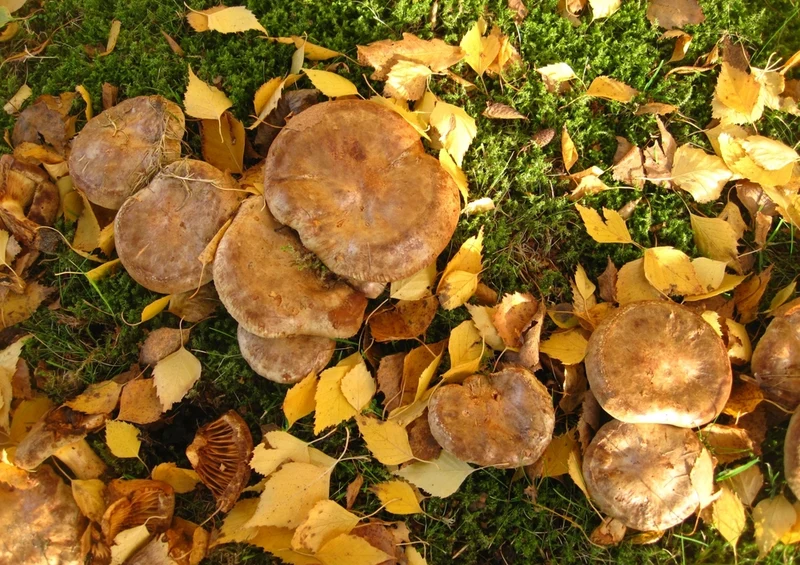 40387 Ernährung - Pilze Puzzle