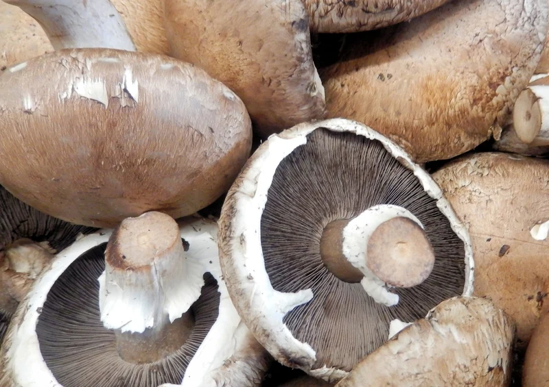 40404 Ernährung - Pilze Puzzle