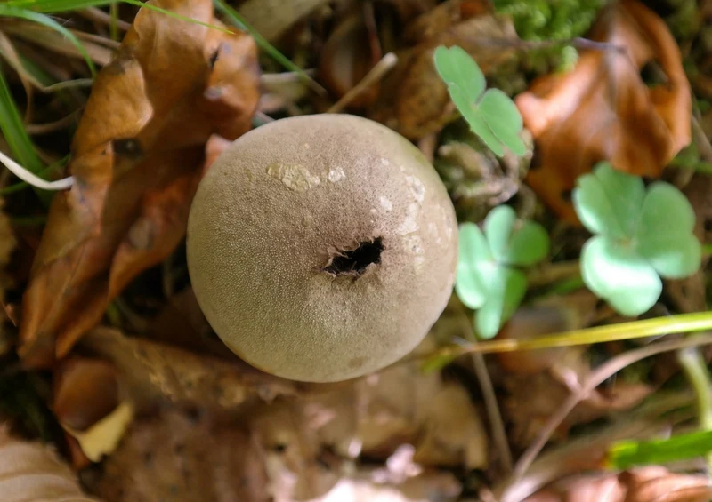 39173 Natur - Pilz Puzzle
