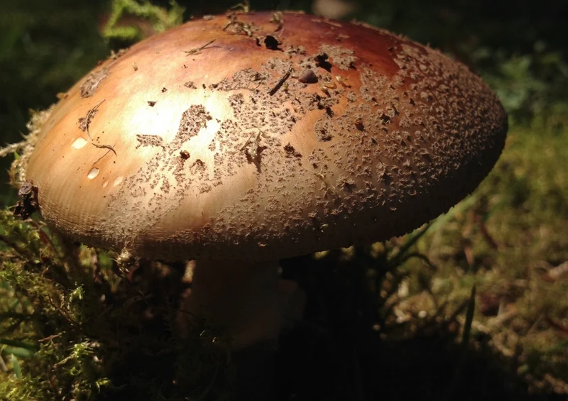 39178 Natur - Pilz Puzzle
