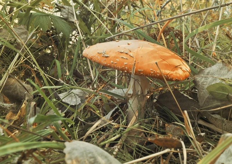 39179 Natur - Pilz Puzzle
