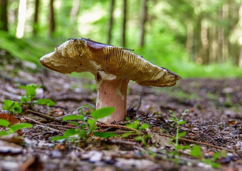 39180 Natur - Pilz Puzzle