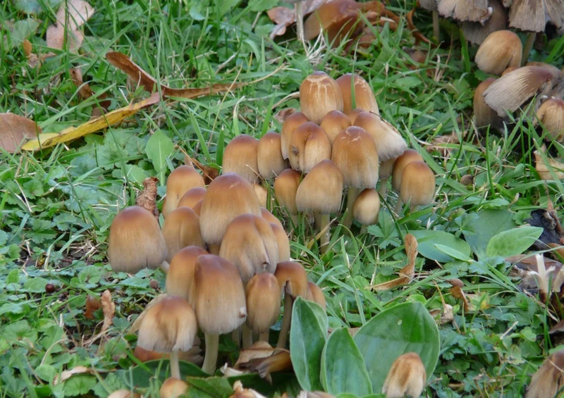 39189 Natur - Pilz Puzzle