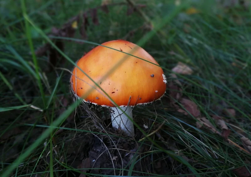 39195 Natur - Pilz Puzzle