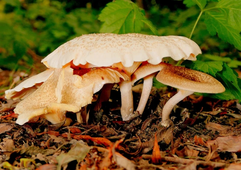 39199 Natur - Pilz Puzzle