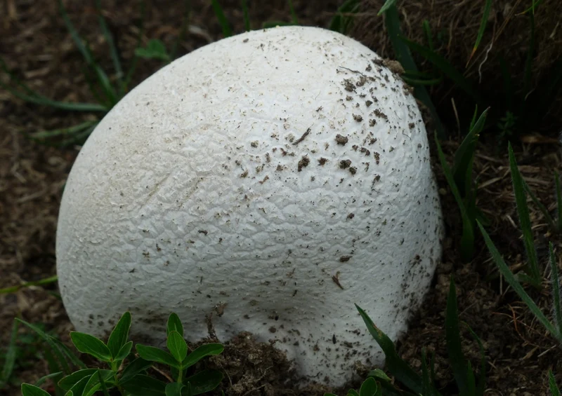 39200 Natur - Pilz Puzzle