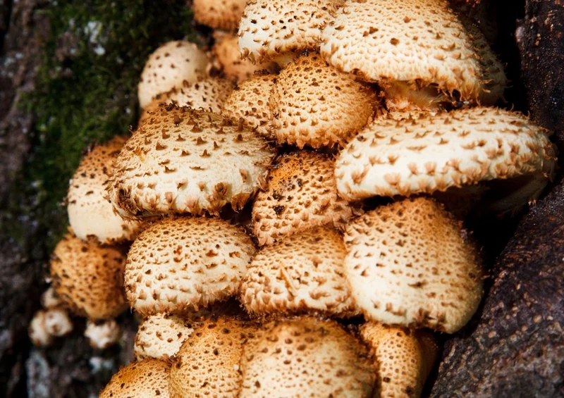 39688 Hintergründe - Pilze Puzzle