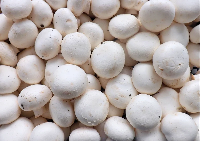 40679 Ernährung - Champignons Puzzle