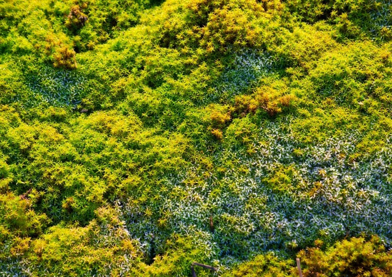 40683 Natur - Moorlandschaft Puzzle