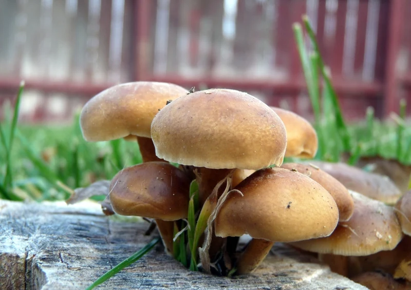 40687 Ernährung - Pilz Puzzle