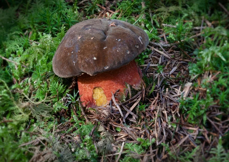 40694 Ernährung - Pilz Puzzle